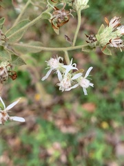 Sericocarpus tortifolius