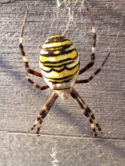 Argiope bruennichi