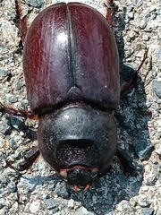 Oryctes nasicornis