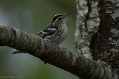 Mniotilta varia