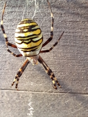 Argiope bruennichi