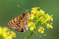 Melitaea cinxia