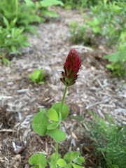 Trifolium incarnatum