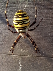 Argiope bruennichi