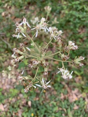 Sericocarpus tortifolius