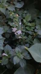 Clinopodium nepeta