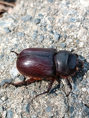 Oryctes nasicornis