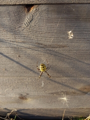 Argiope bruennichi