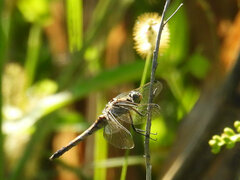 Orthetrum cancellatum