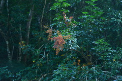 Heptapleurum arboricola