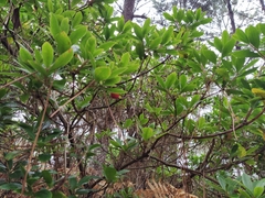 Arbutus unedo