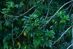 Heptapleurum arboricola
