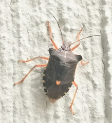 Pentatoma rufipes
