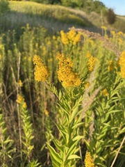 Solidago gigantea