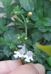 Clinopodium nepeta