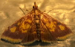 Pyrausta acrionalis