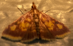 Pyrausta acrionalis