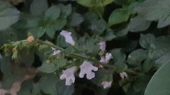 Clinopodium nepeta
