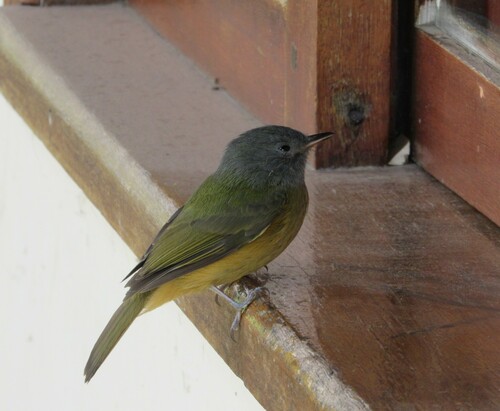 Grey-hooded Flycatcher