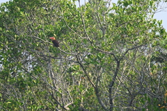 Pelargopsis amauroptera