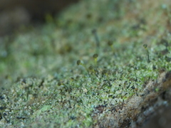 Chaenotheca chlorella