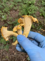 Cantharellus