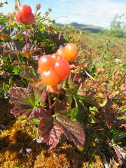 Rubus chamaemorus