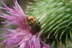 Cryptocephalus sericeus