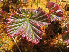 Rubus chamaemorus