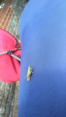 Pseudochorthippus parallelus