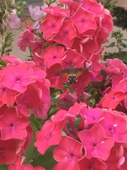 Macroglossum stellatarum