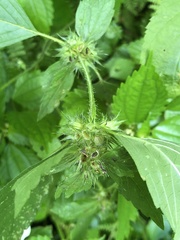 Galeopsis