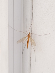 Nephrotoma ferruginea