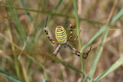 Argiope bruennichi