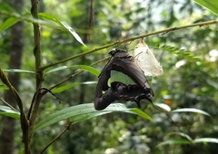 Polyura bharata