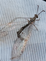 Distoleon tetragrammicus