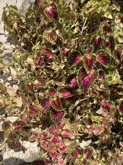 Coleus scutellarioides