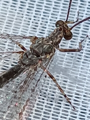 Distoleon tetragrammicus