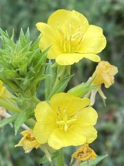Oenothera parviflora