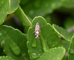 Anacampsis