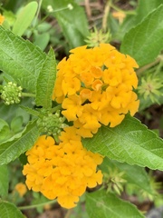 Lantana urticoides