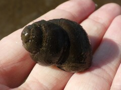 Viviparus viviparus