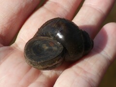 Viviparus viviparus