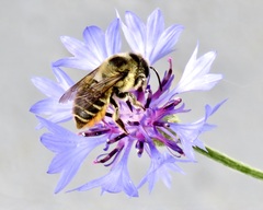 Megachile