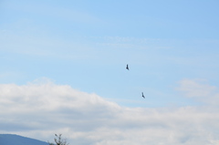 Columba livia domestica