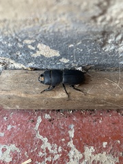 Dorcus parallelipipedus
