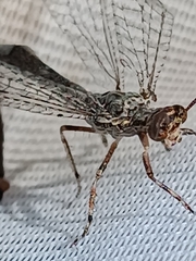 Distoleon tetragrammicus