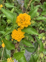 Lantana urticoides
