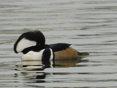 Lophodytes cucullatus