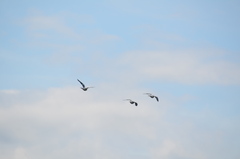 Columba livia domestica